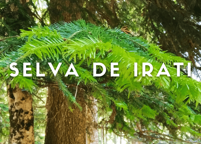Selva de Irati
