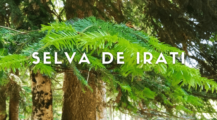 Selva de Irati